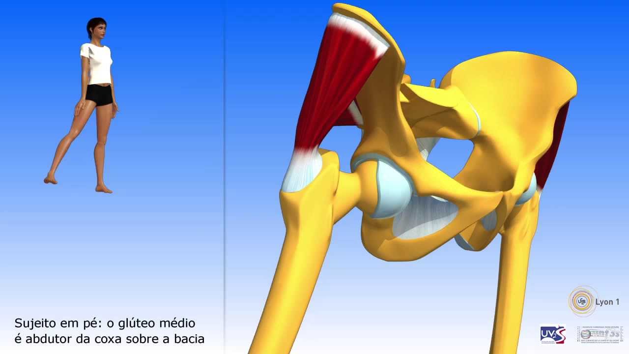 Glúteo mínimo Glúteo médio