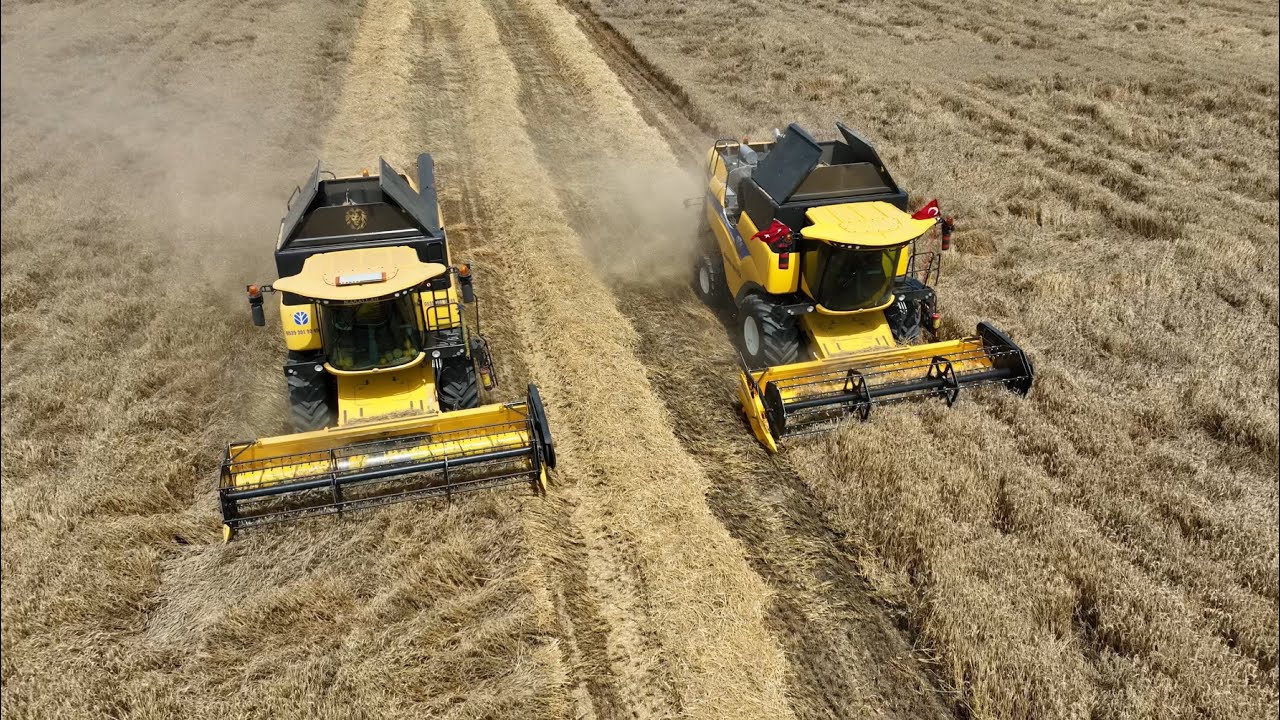 Adana 99 Buğdayı dekara 750 kilo susuz yetiştirildi