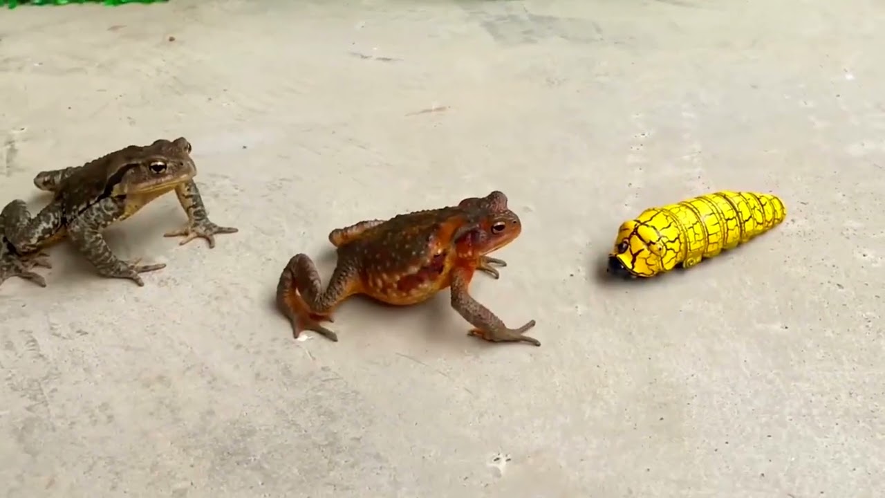 Pacman Frogs Eating every animal #short #asianbullfrogeatsbird #bullfrogvssnake #entertainment