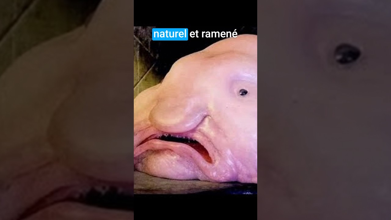 Blobfish : le poisson le plus moche du monde ? #blobfish  #science #bizarre #abysses