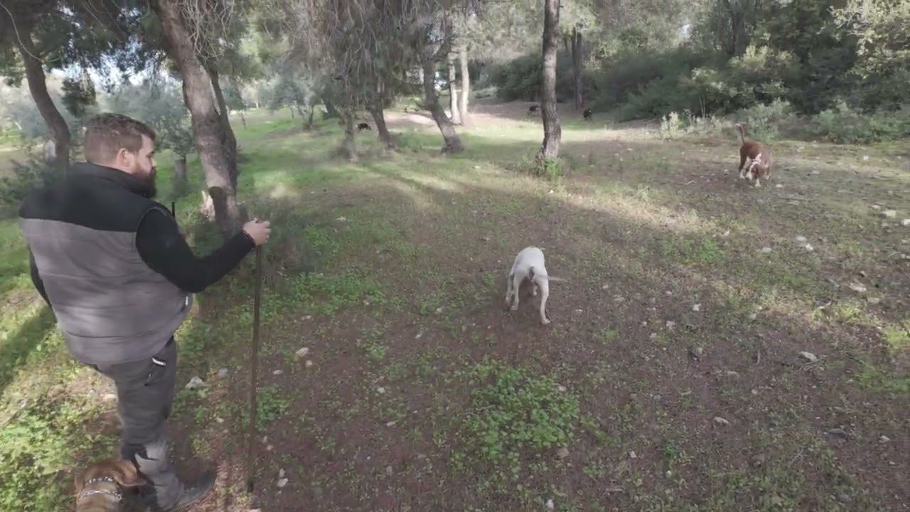Εκπαιδευτικό κυνήγι λαγού στην Εύβοια!!! Δύσκολη μέρα!!!