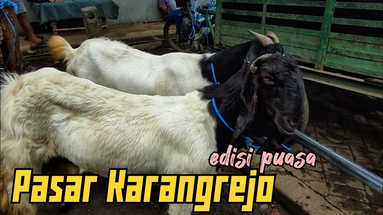 PASAR KAMBING KARANGREJO TULUNGAGUNG !!! EDISI BULAN PUASA