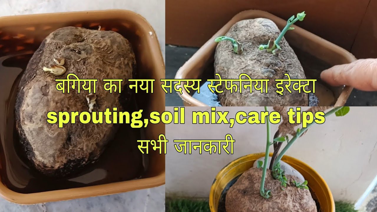 Stephania erecta sprout to vine ,soil mix ,care tips complete information 20 days update