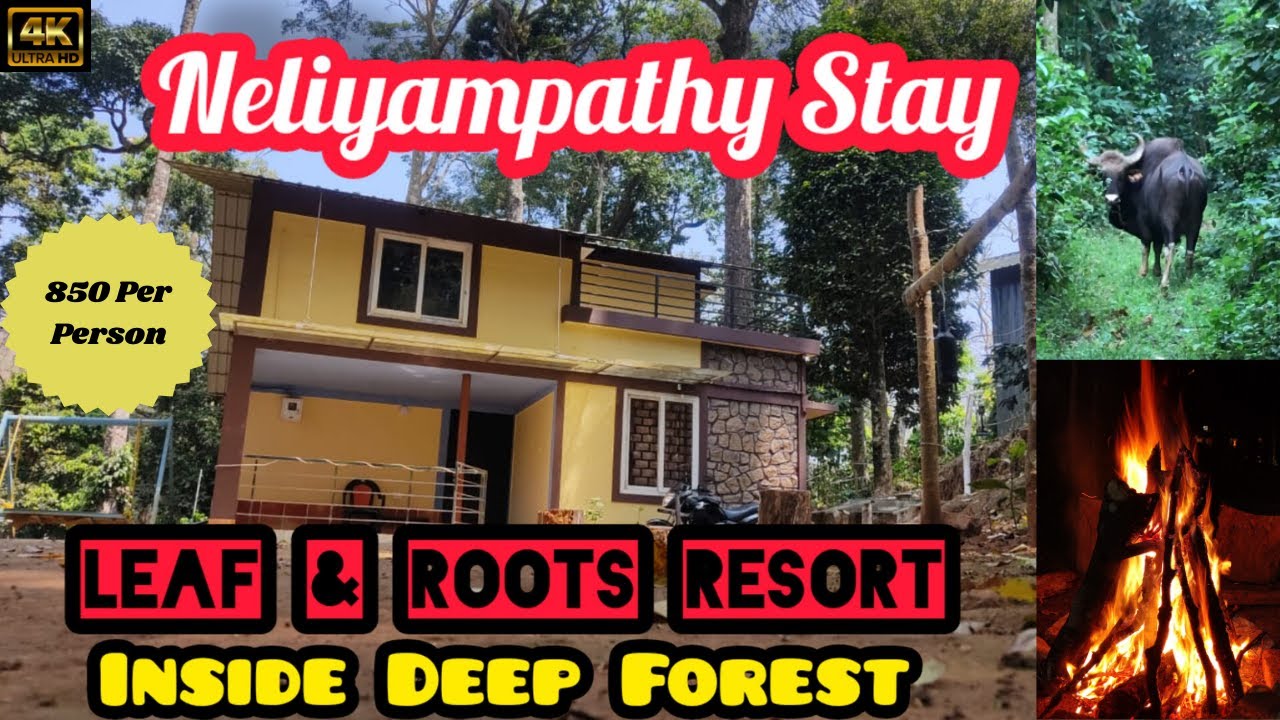 Nelliyampathy Night Stay Inside Deep Forest / Leaf & Roots Resort Tour / Best for Friends & Family💥