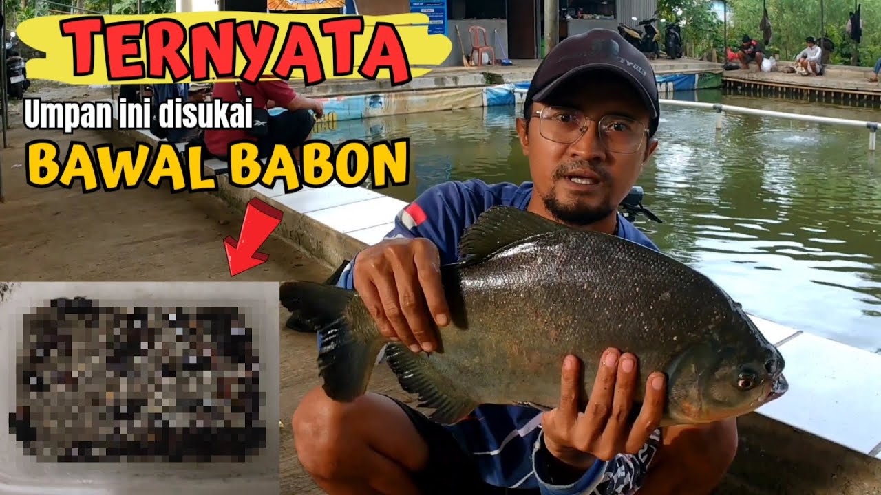 MANCING BAWAL‼️Ternyata umpan ini bisa buat Bawal babon