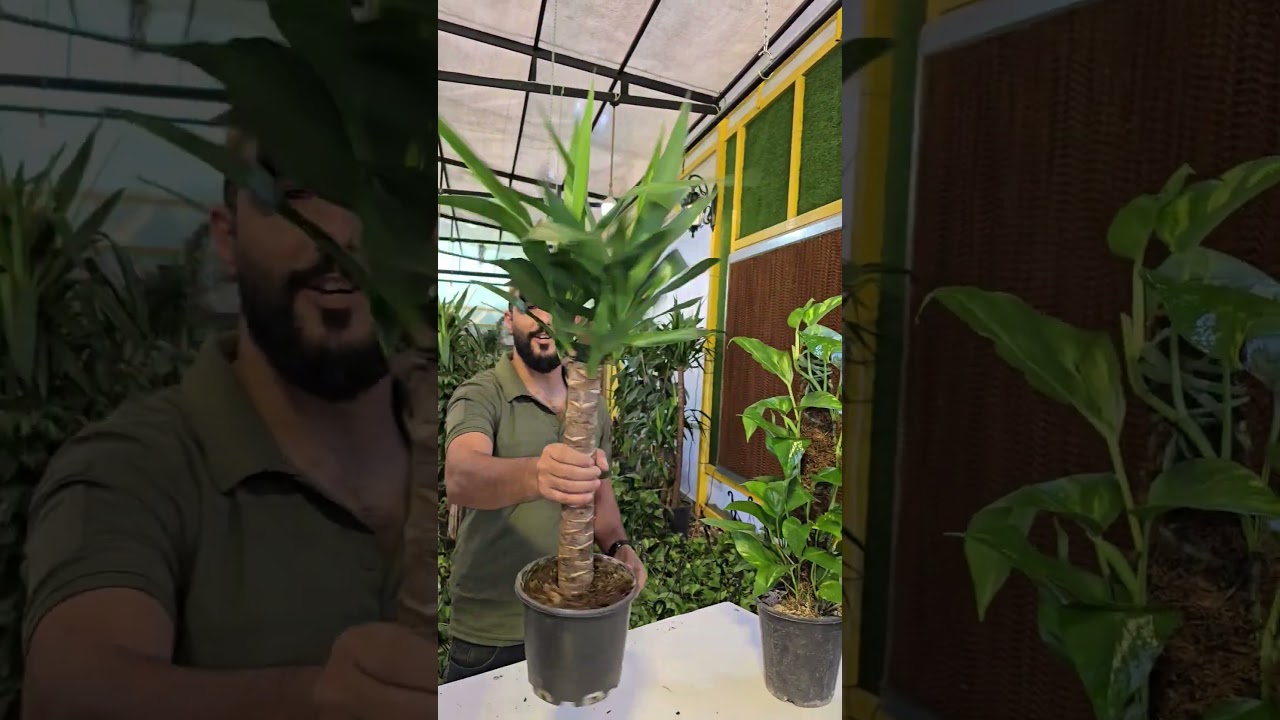 مجموعه نباتات ضليه داخل البيت #العراق #بغداد #اكسبلور #زراعت #plants #نباتي #زراعة #اربيل #موصل