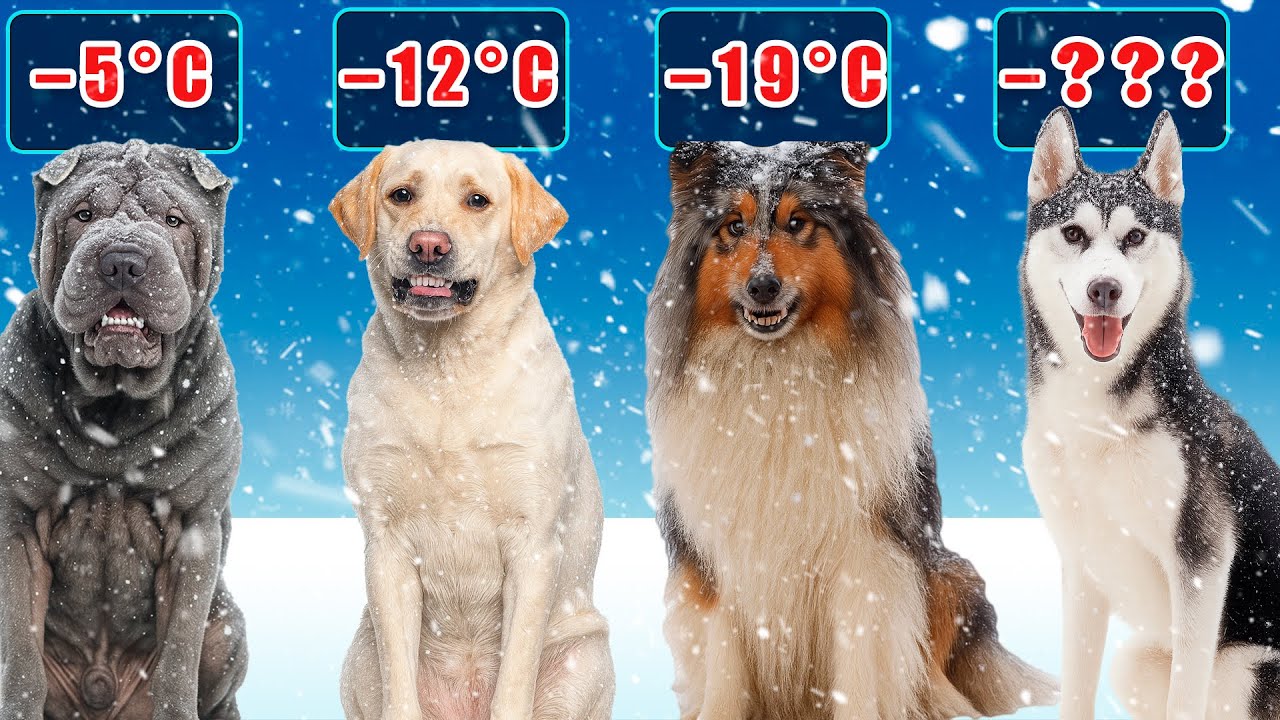 🐶Dog Breeds by Cold Resistance: Who Survives the Chill?❄️