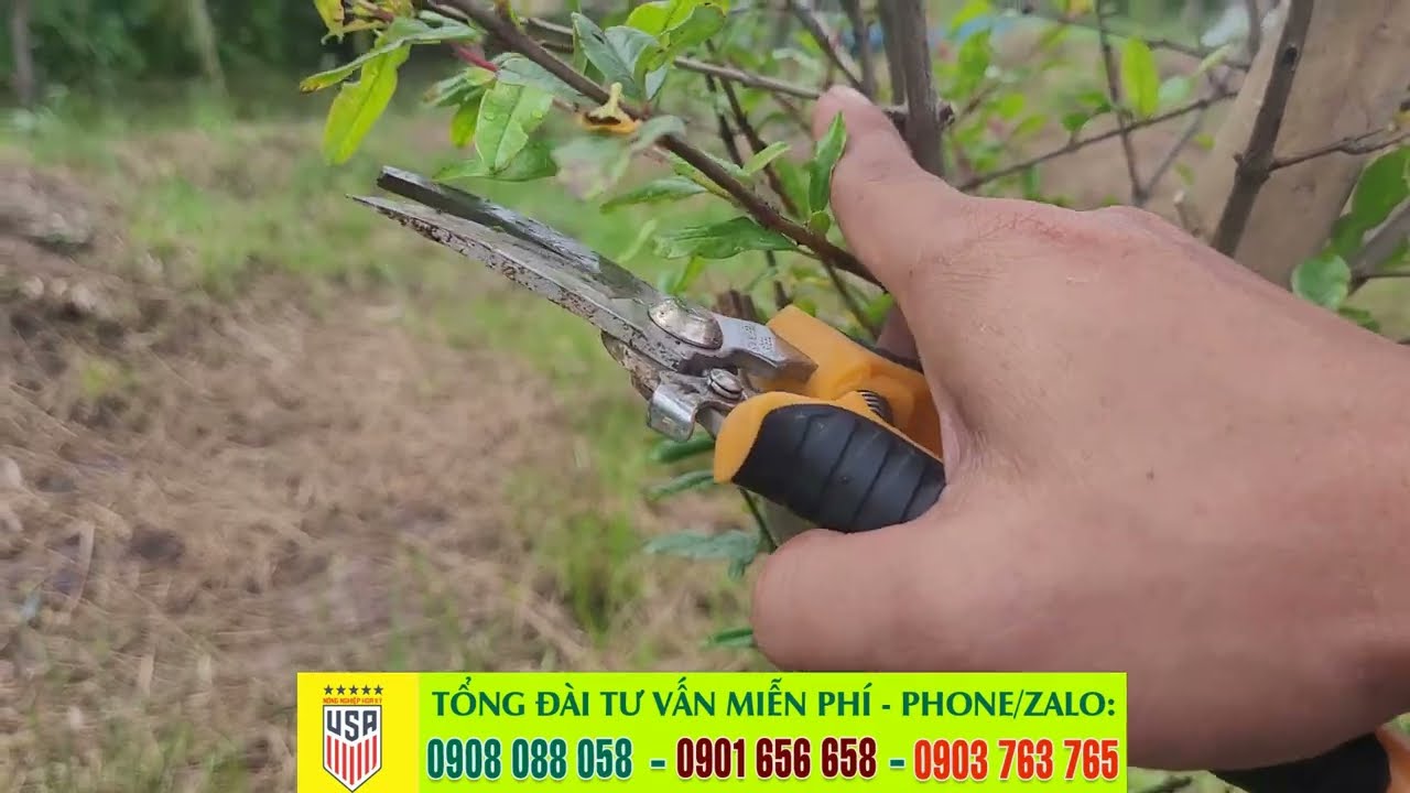 ✅Cách tỉa cành lựu - Hướng dẫn chăm sóc lựu đỏ Ấn Độ - Làm sao cho lựu phát triển nhanh tốt.