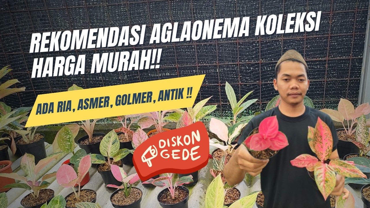 REKOMENDASI AGLAONEMA KOLEKSI HARGA MURAH!! ADA RIA, ASMER, GOLMER, ANTIK!!