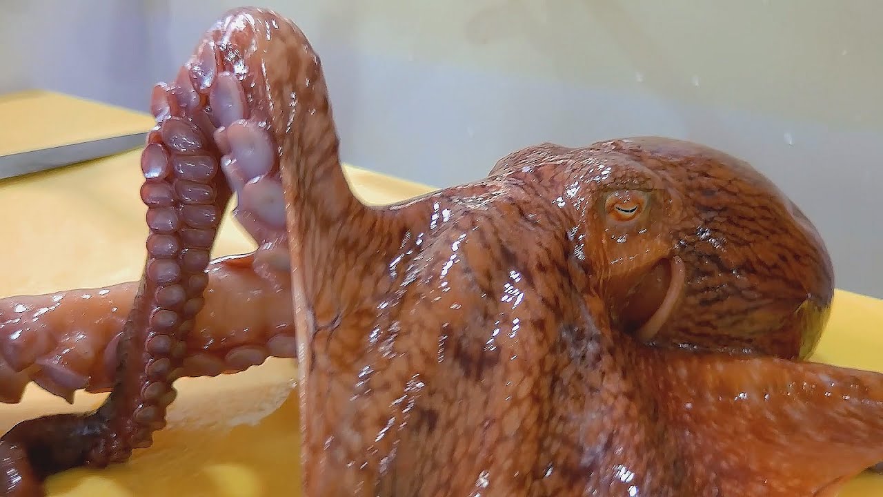 street food asmr food fish cutting korean food asian seafood korea sashimi making video 150722