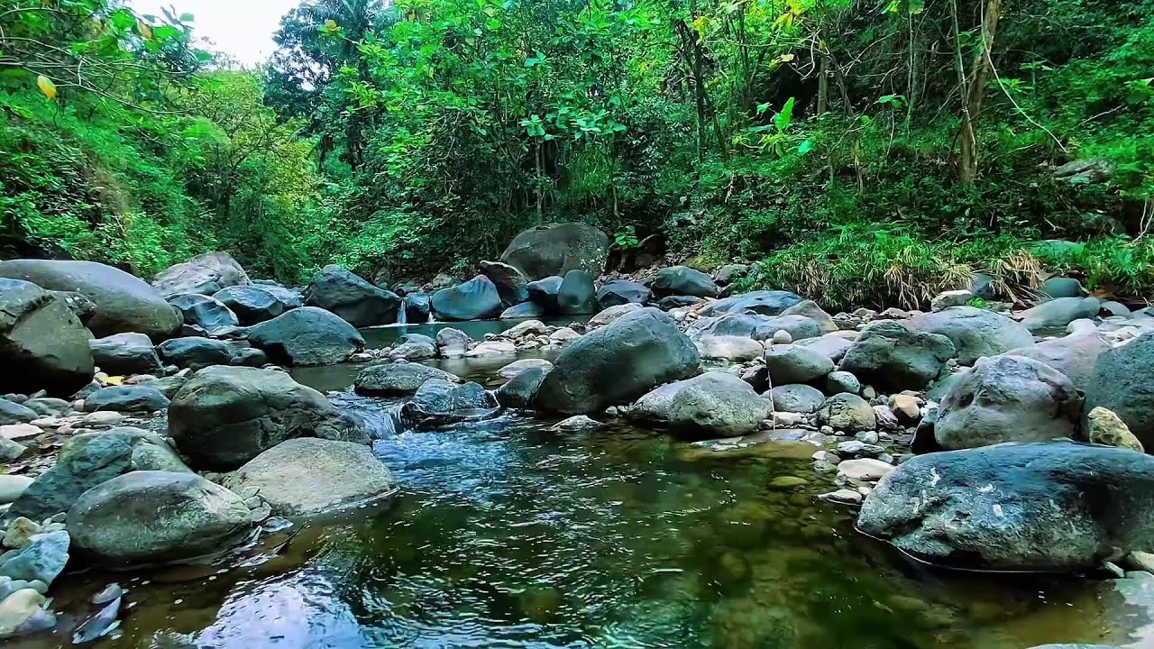 Forest River Calm Water Flow, Mountain Stream Sounds, Sleeping