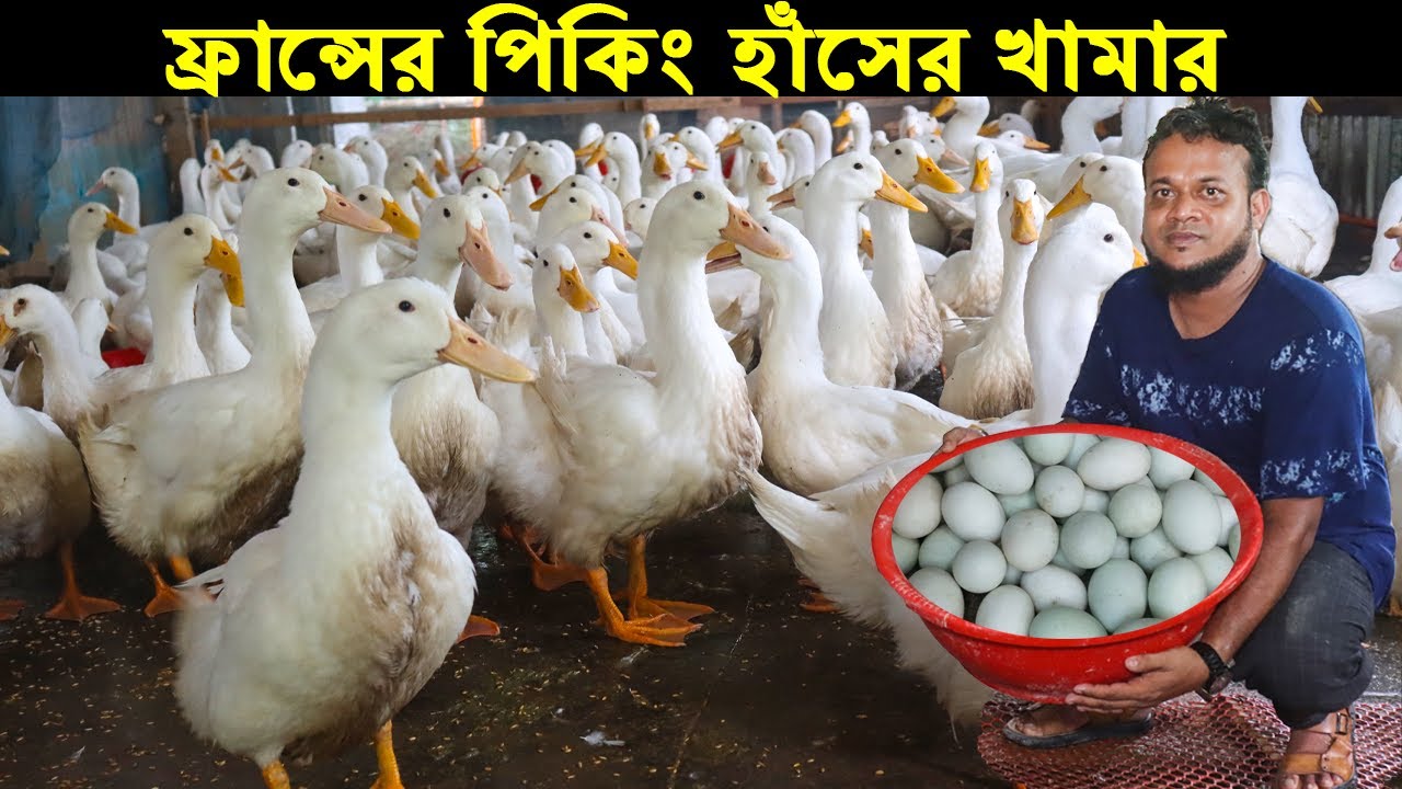 ফ্রান্সের পিকিং হাঁসের খামার করে সফল গাজীপুরের আলামিন ভাই।