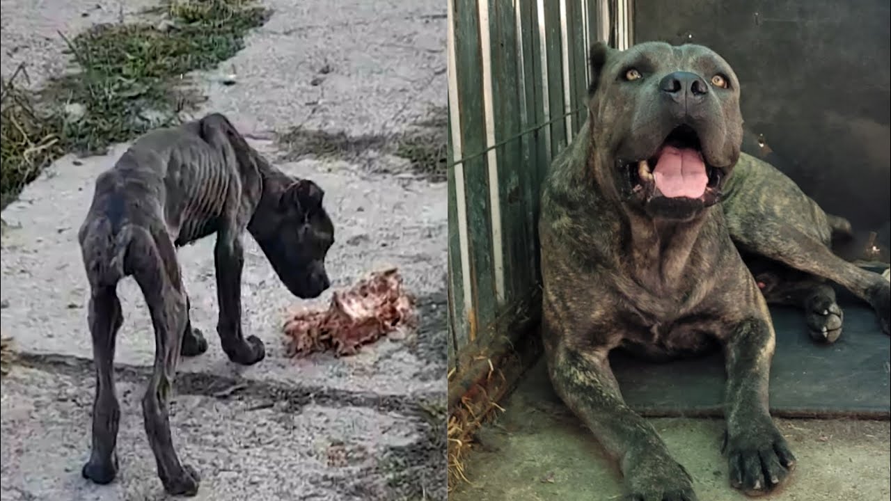Povestea unui câine care a trecut peste Parvoviroză ‼️ATENȚIE‼️ Imagini cu impact emoțional‼️