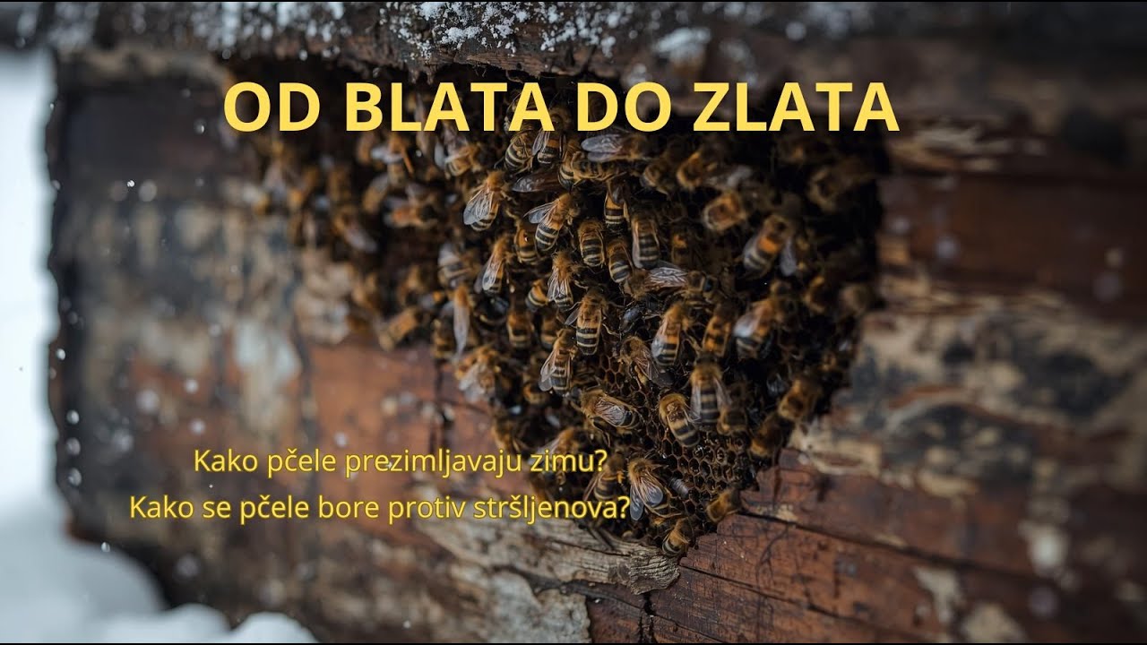 Pčelinja zajednica 