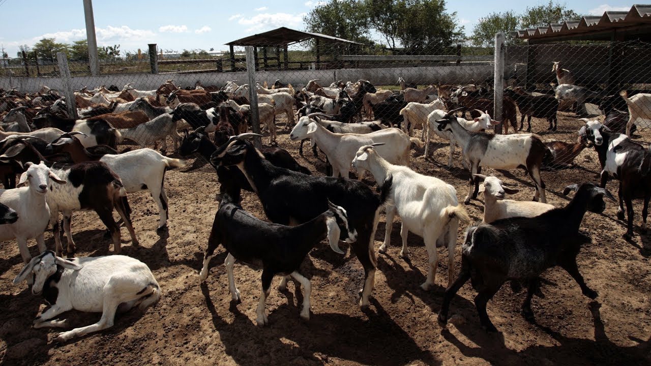 Cabras en Estabulación y Quesos Cap 174