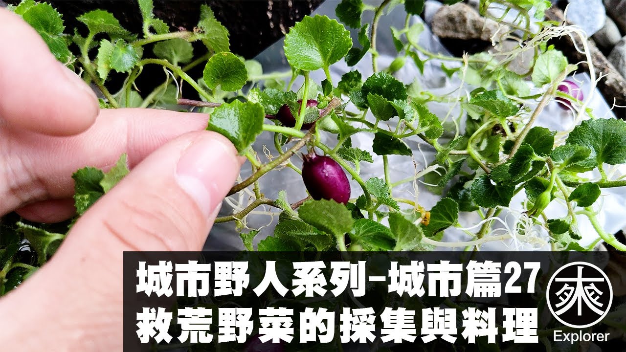 Сбор и приготовление диких овощей на Тайване27