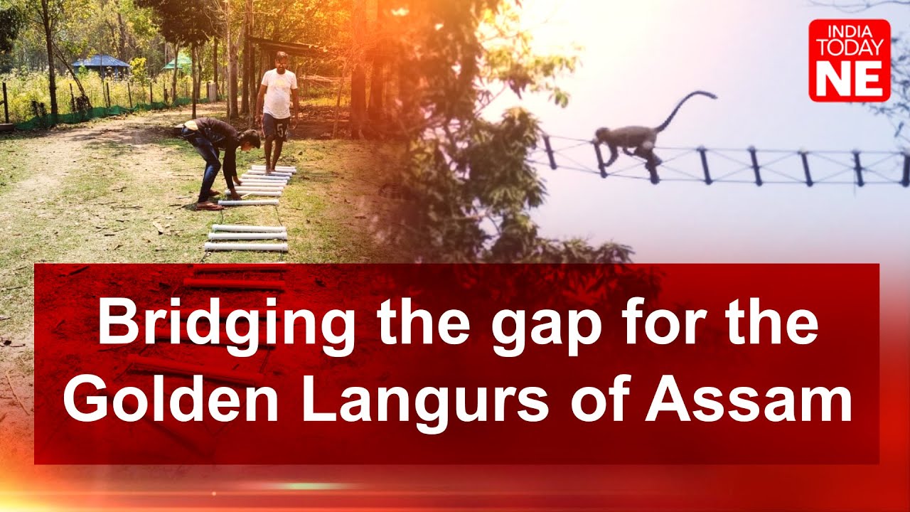 Saving Assam's Golden Langurs through innovation and community efforts