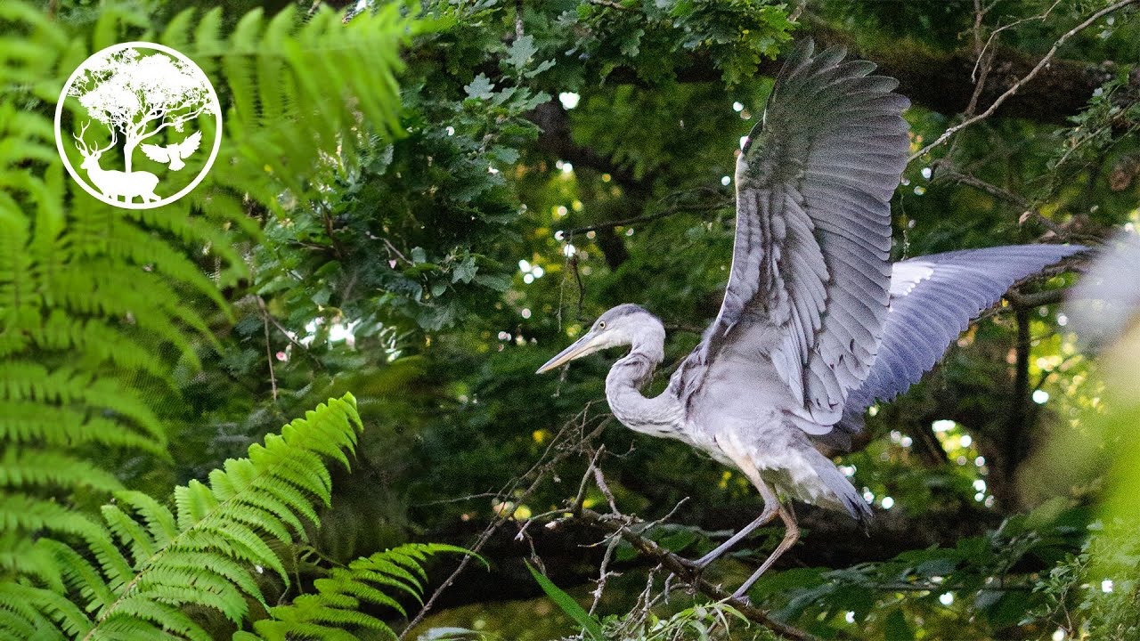 Breathing Grounds | 2023 UK Conservation + Rewilding Documentary (4K + CC)
