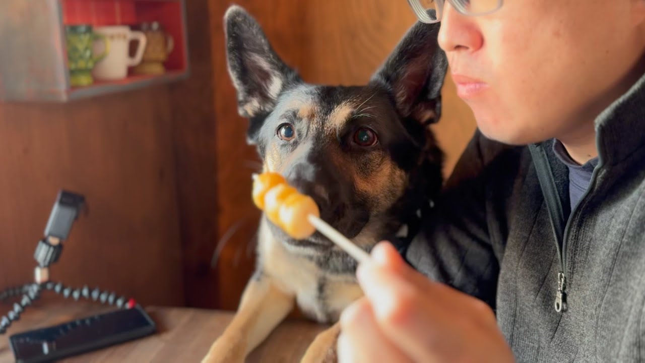 古民家でネパール料理を愛犬も食べれる！？噂のお店に行ってみました