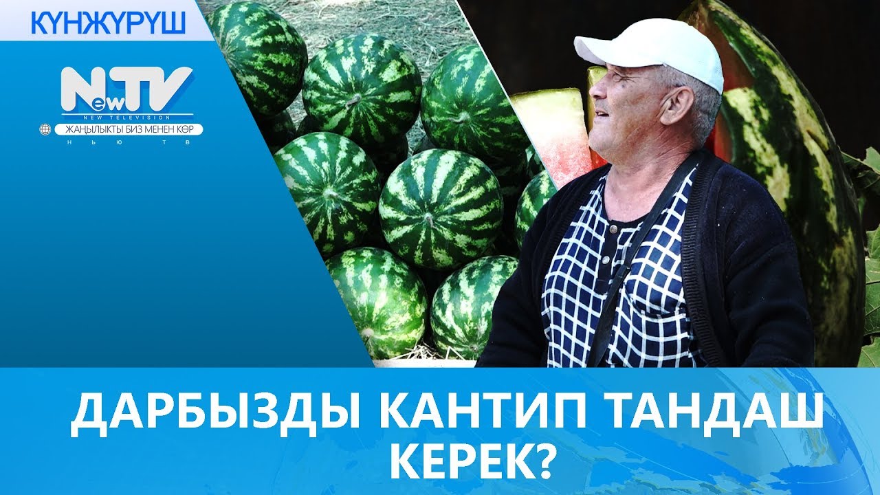 ДАРБЫЗДЫ КАНТИП ТАНДАШ КЕРЕК?