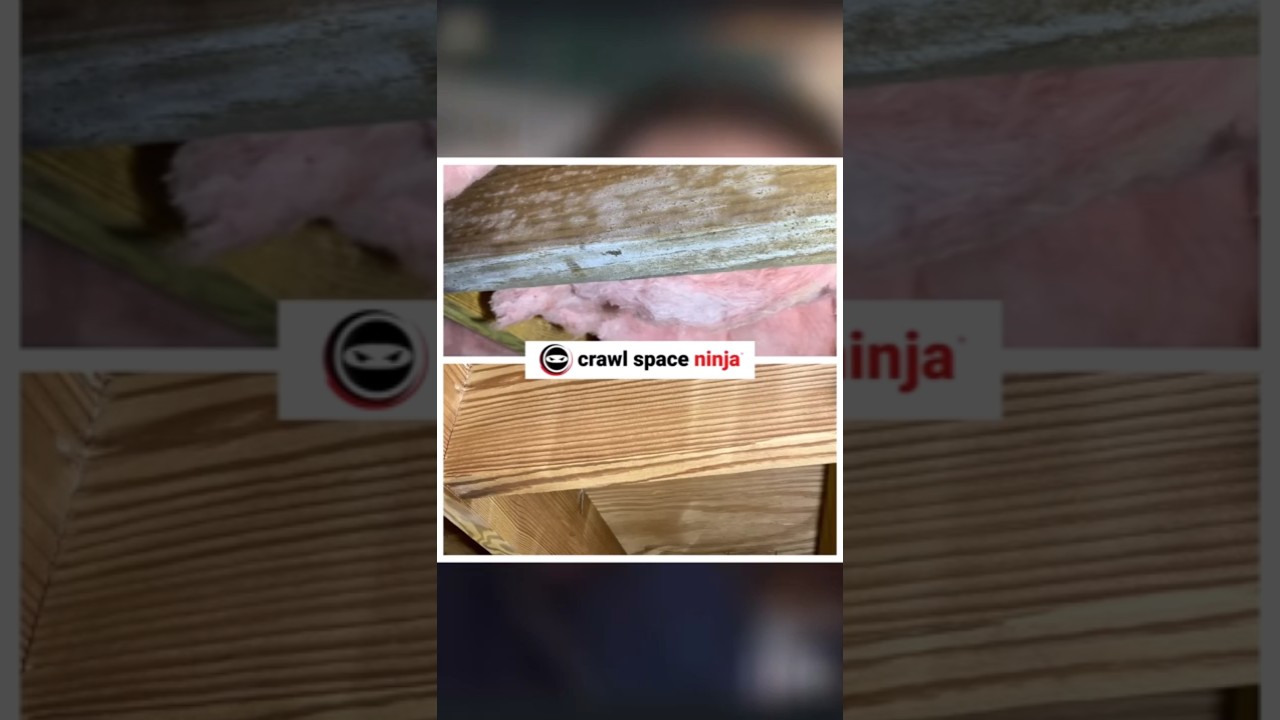 Что означает &laquo;спящая плесень&raquo;?
