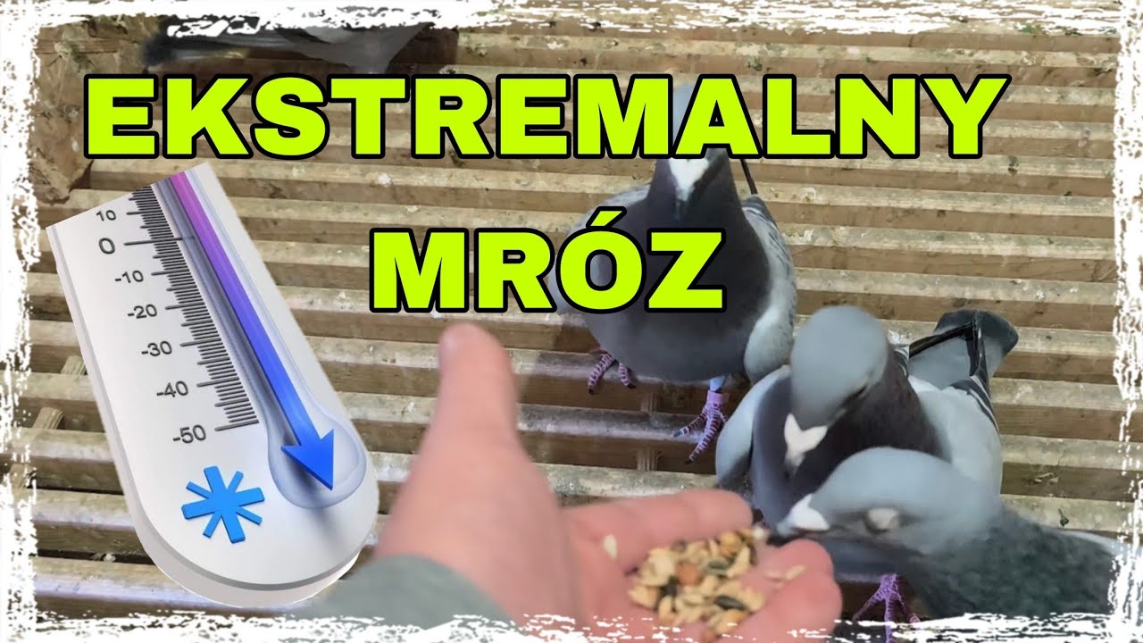 EKSTREMALNY MRÓZ w gołębniku! Czy moje asy to przetrwają?