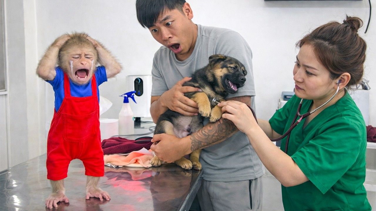 OMG! What’s happening to the puppy? Can Dad get it to the vet in time to save it?