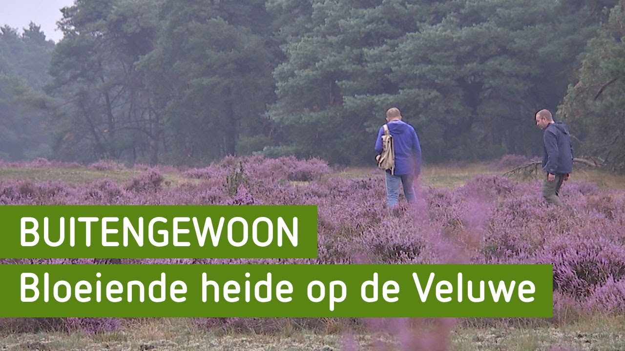 Bloeiende heide op de Veluwe | BuitenGewoon