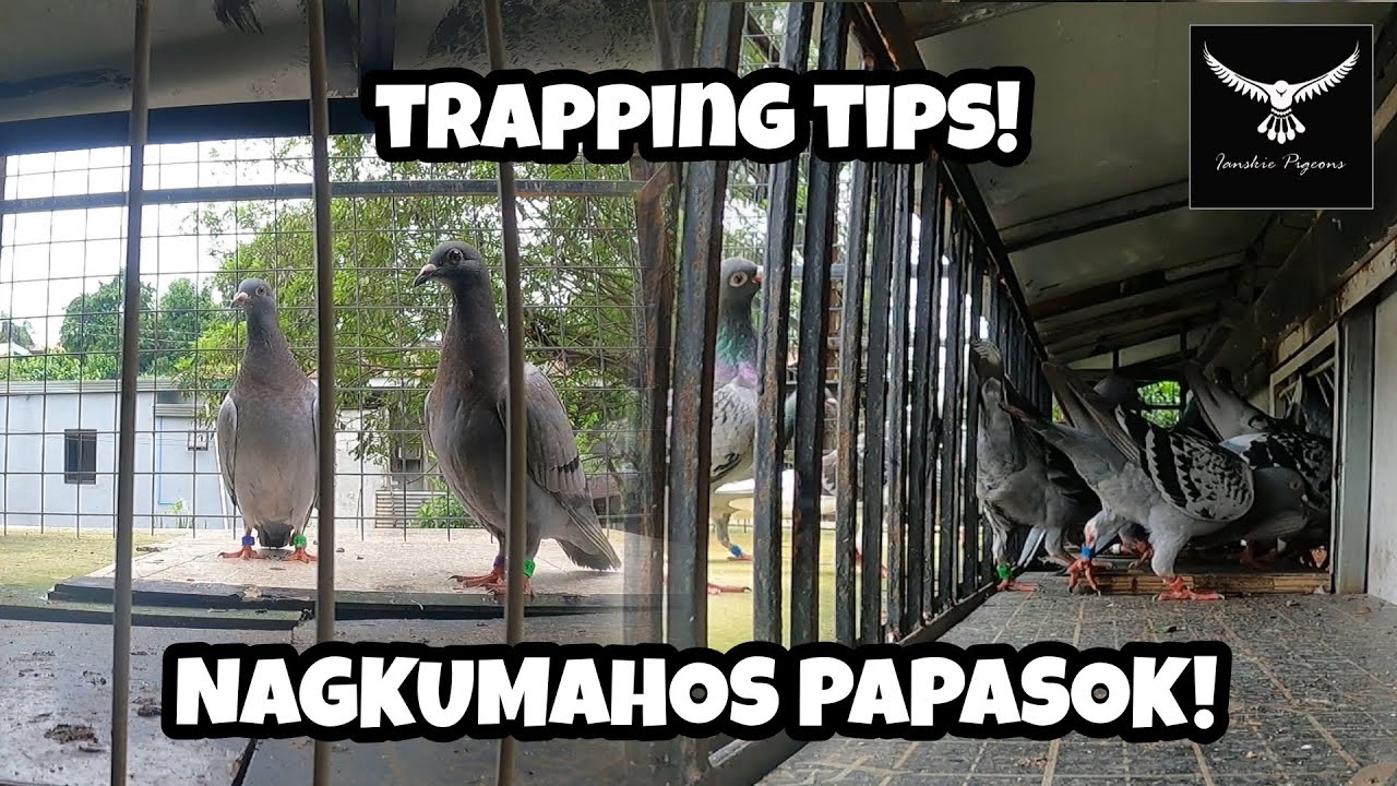 TIPS AT TECHNIQUE KUNG PAANO MABILIS NA MAPAPASOK ANG MGA KALAPATI SA LOFT