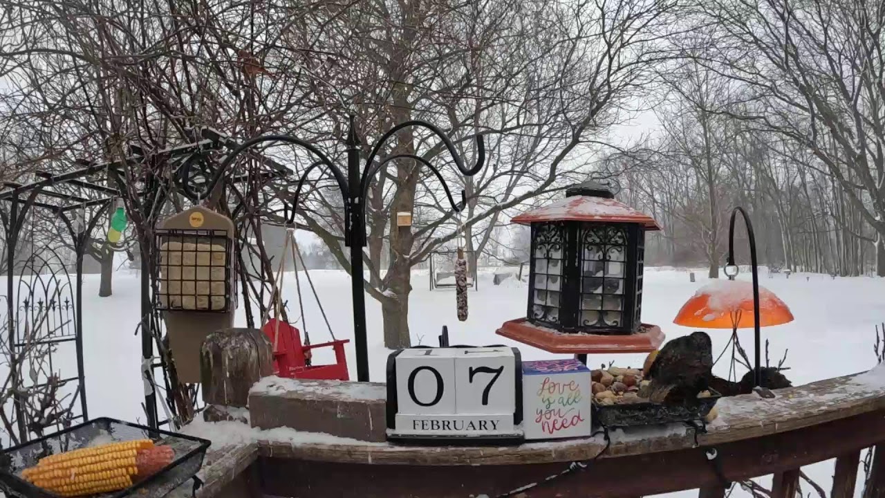 My Saturday Morning Dirty Frozen Feeder Bird & Squirrel Livestream Edition