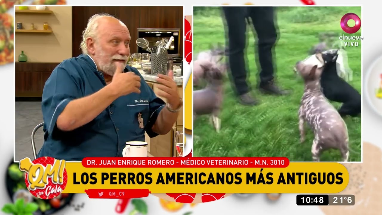 Los perros americanos más antiguos