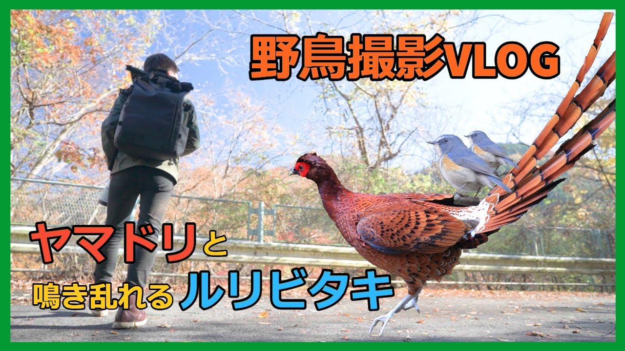 野鳥撮影Vlog | ヤマセミ観に行ったらヤマドリがいた  | ルリビタキ、シロハラ、エナガ、カワセミなど | Copper Pheasant | Birding in Japan