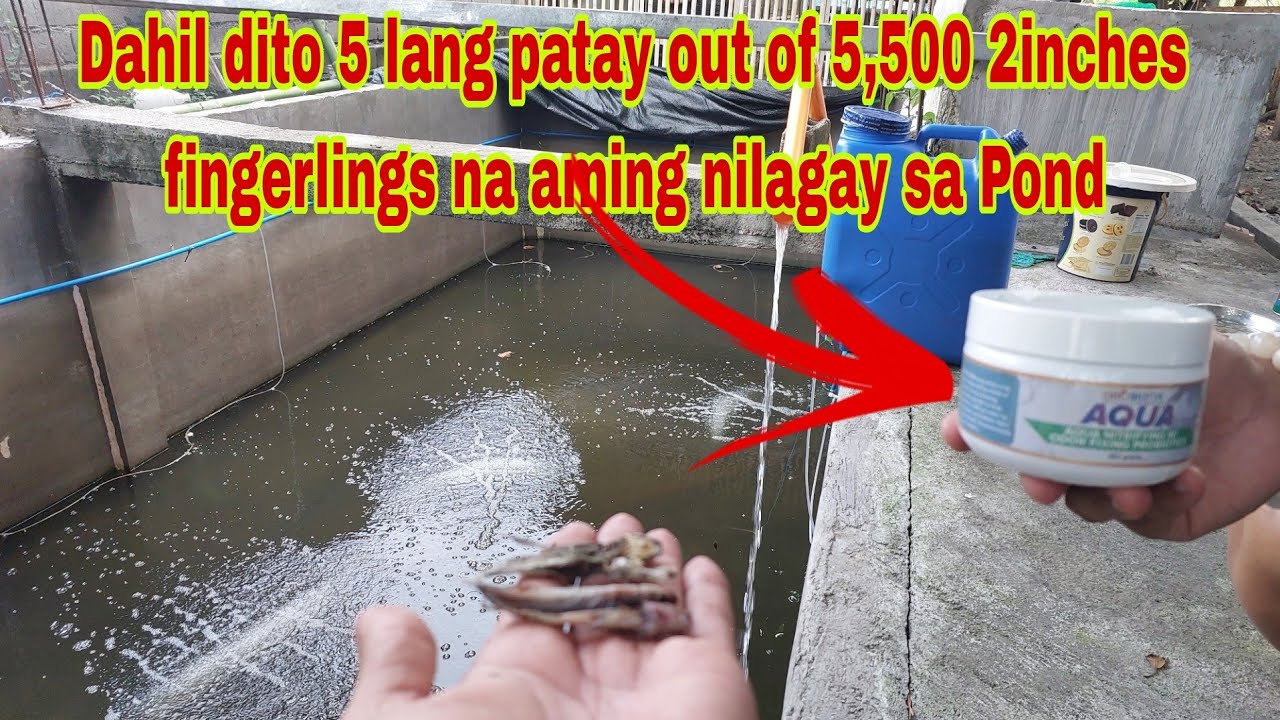 2nd Batch 5,500 Fingerlings  5 lang patay after 24 hours dahil sa Probiotics?