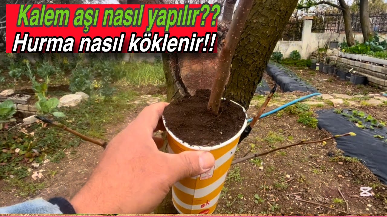 Cennet Hurma aşısı .~Trabzon Hurması Havai köklenme.~ En Kolay Aşı ve Köklendirme nasıl yapılır??!!