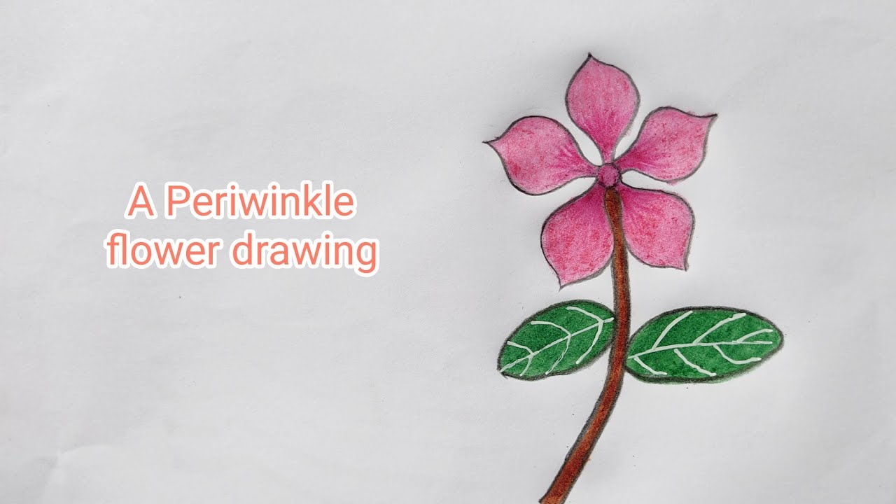 How to draw a periwinkle flower easily step by step// Easy periwinkle flower drawing
