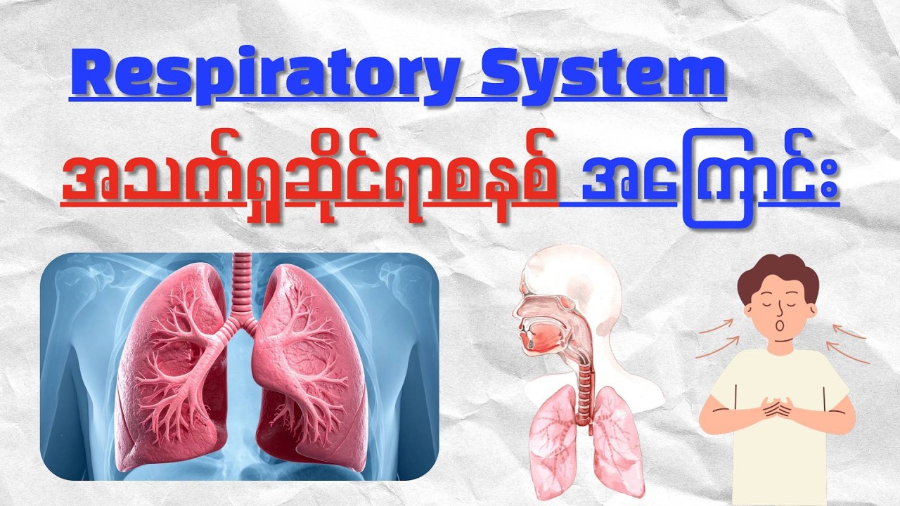 Respiratory System | အသက်ရှုဆိုင်ရာစနစ်အကြောင်း