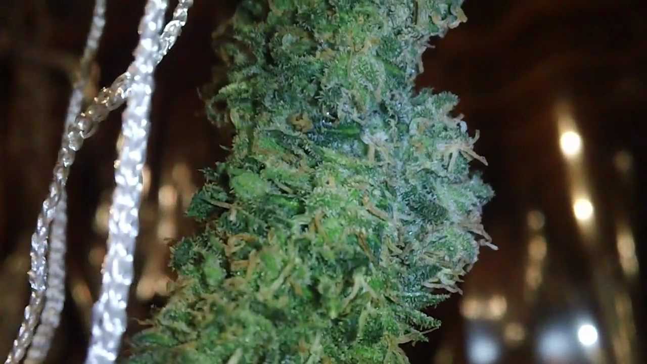 Afghan Kush Harvest part 2