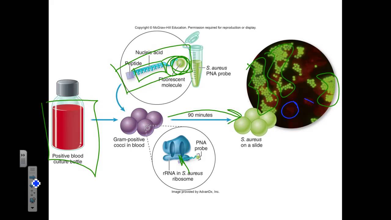 Micro Ch 15 Genotypic Methods