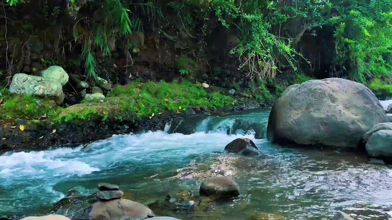Forest Stream Flowing Around Big Rock – Real Jungle Sound for Deep Sleep