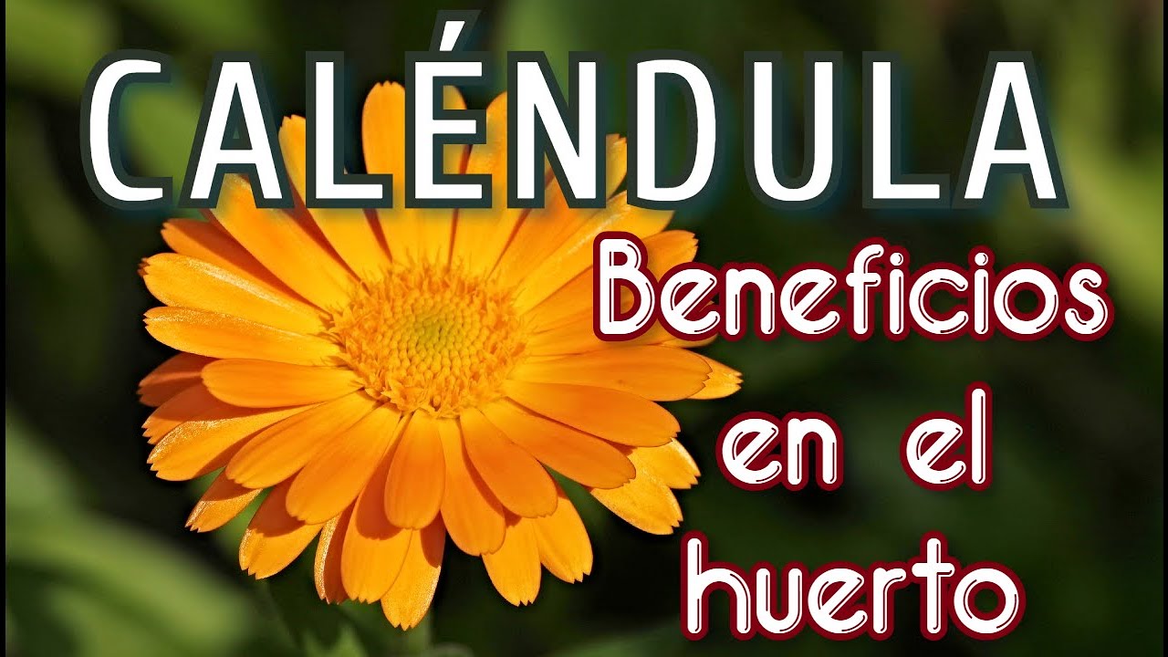 La Caléndula en el Huerto