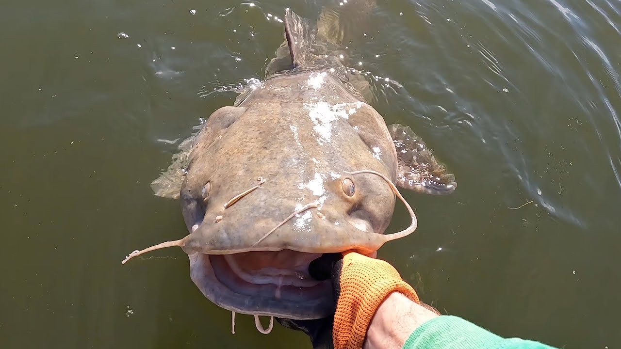 Winter Flathead Bite on the Tennessee River | Kayak Catfishing