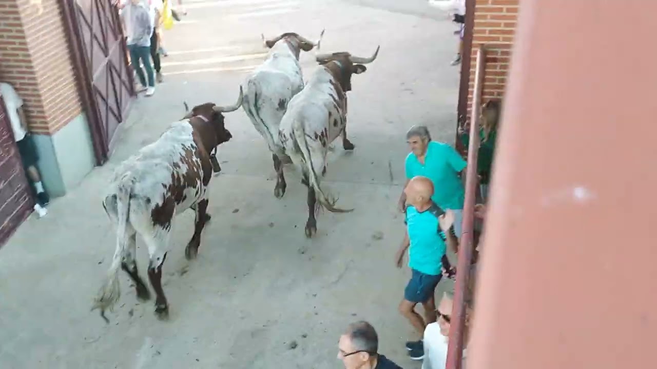 encierro macotera parte 2