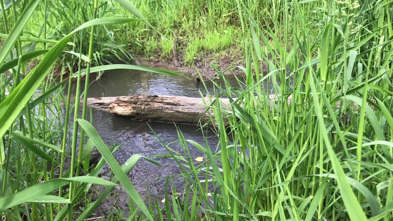 Naturally Nebraska | Fontenelle Forest