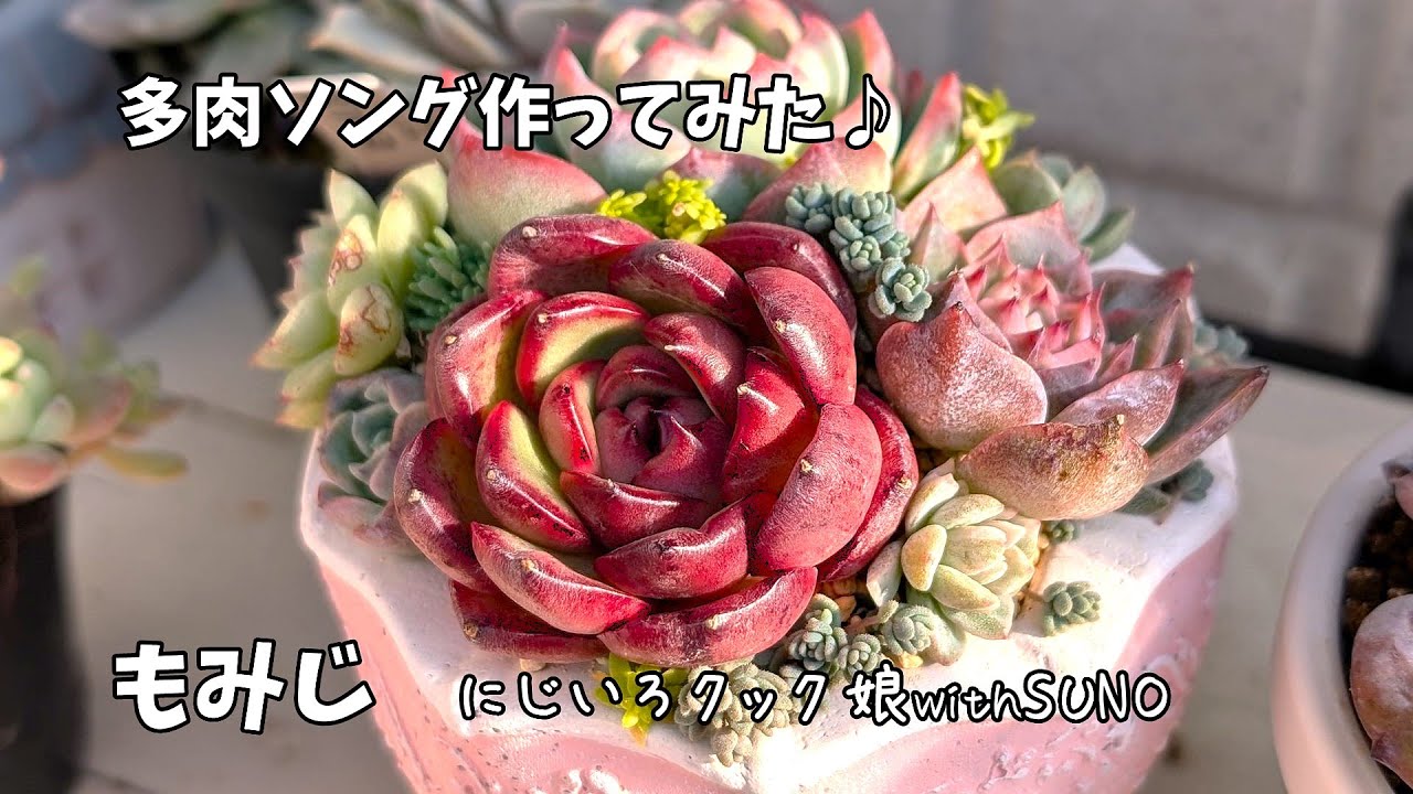 【多肉ソング】もみじ【にじいろクックママ】