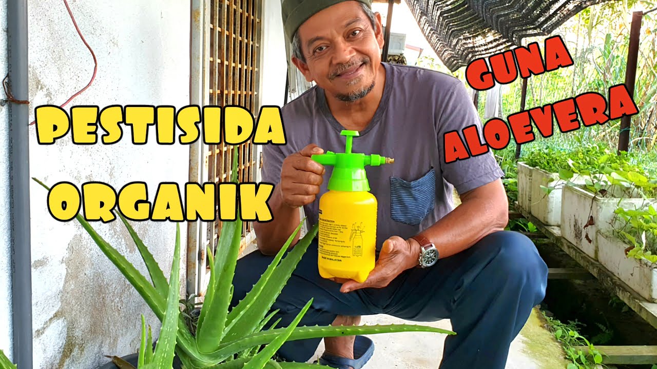 ✅️ RACUN SERANGGA DAN HAMA MENGGUNAKAN ALOEVERA