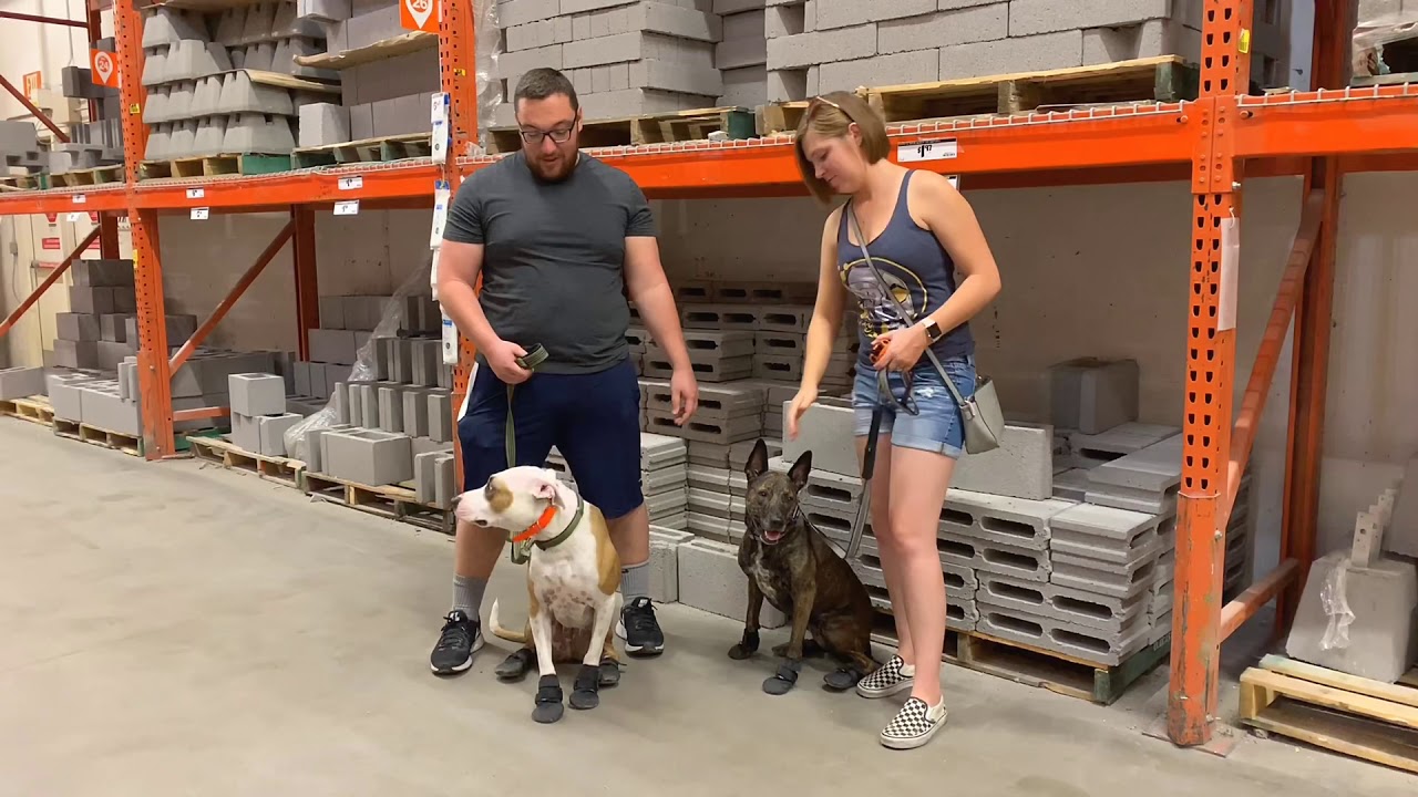 Aggression Lessons Dakota & Rusty&rsquo;s Testimonial ~ Best Dog Trainers Phoenix