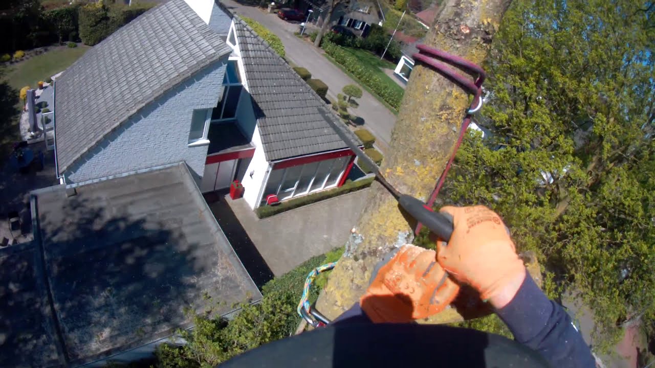 Oak removal, solo rigging - Eik afbreken