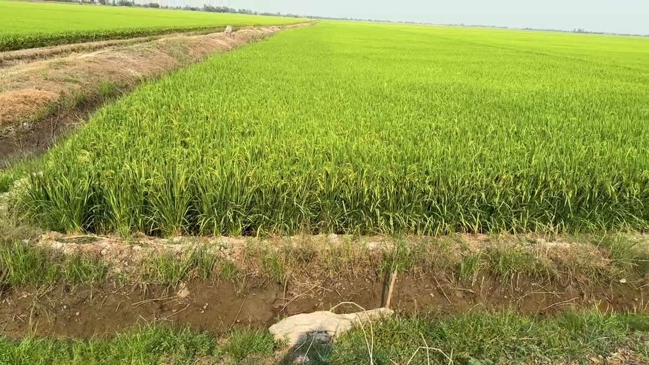 Bán 11mẩu đất ruộng giá siêu rẻ chỉ 72tr cho 1công tại huyện Tân Hưng Long An