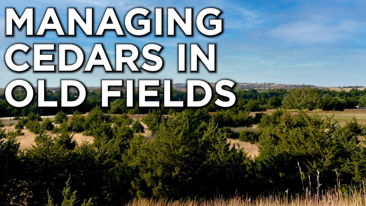 Dr. Craig Harper Discusses Controlling Easter Red Cedars On Your Property | Habitat Management
