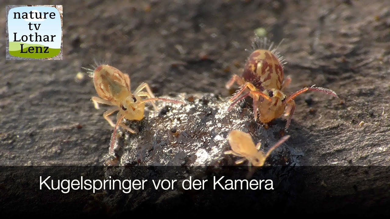 Im Reich der Kugelspringer. Entdeckungen in einer faszinierenden Miniaturwelt